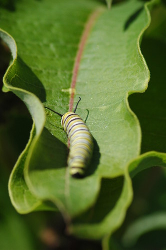 monarch catepillar