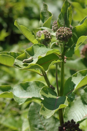 Milkweed