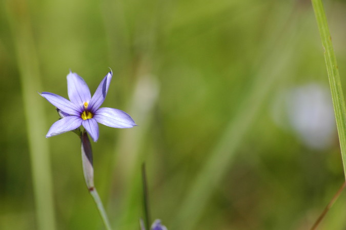 Blue-eyed Grass