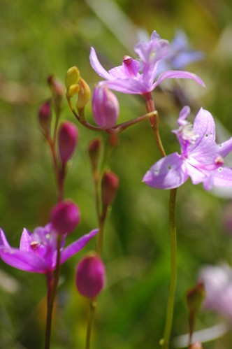 Grass Pink