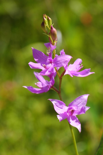 grass pink