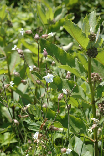 campion