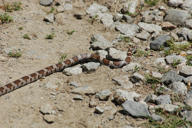 Milk Snake