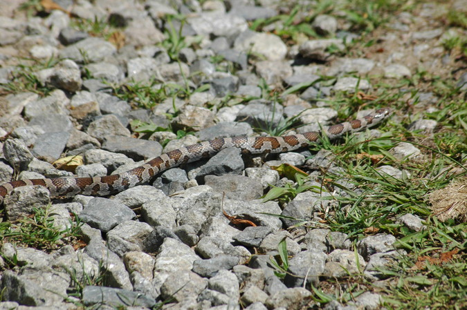eastern milksnake