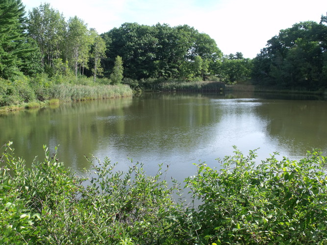 An impoundment adjacent to the York River that will transformed to salt marsh habitat with the replacement of culvert to allow tidal flow.