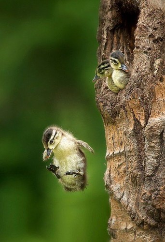 Catch me, mom!