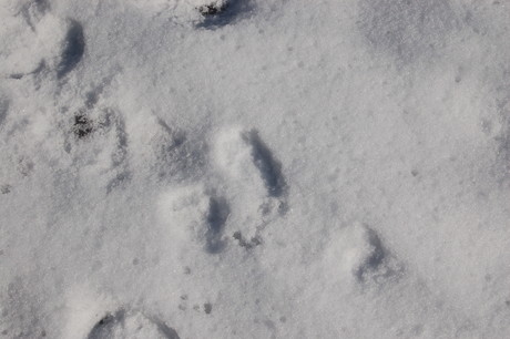 Porcupine Tracks