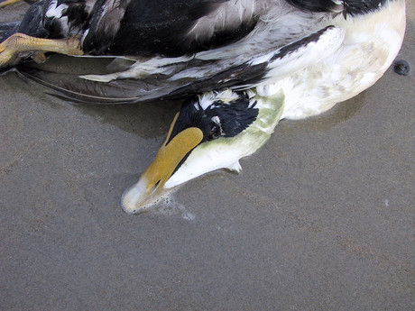 Beached Eider