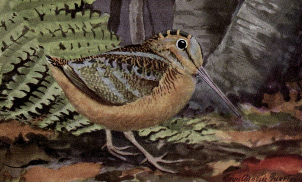 American Woodcock painting by Louis Agassiz Fuertes.