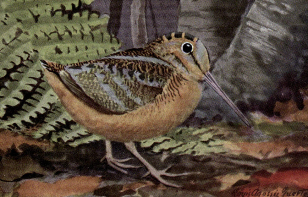 Fuertes Woodcock