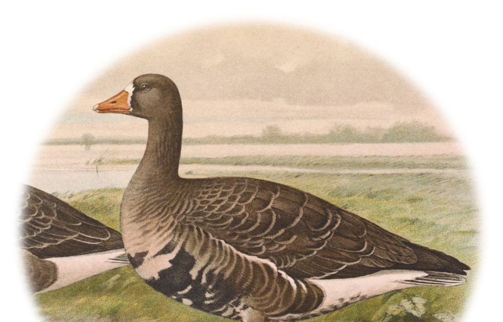 Gwfg Ornithologia Neerlandica Adjusted