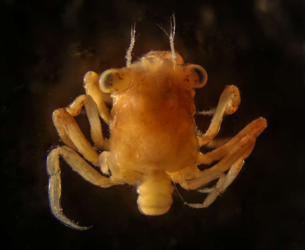 Asian shore crab larvae lack spines but exhibit other interesting details in this focus-stacked image, a composite of 38 photographs. Image by Lee and Sylvia Pollock.
