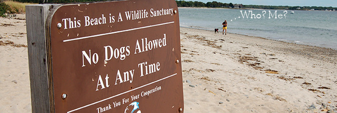 Sign post stating 'No dogs allowed at any time