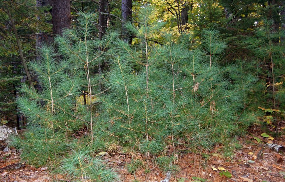 White pine seedlings on Yankee Woodlot Trail