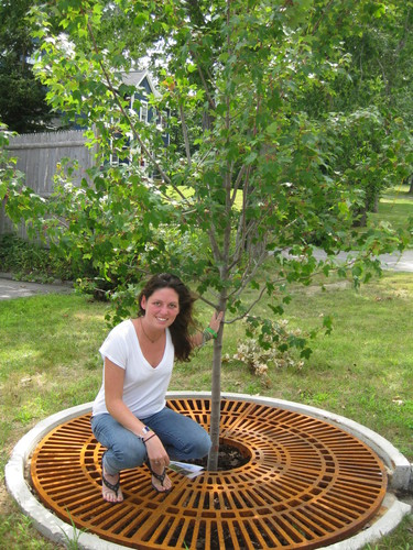 a 'box tree