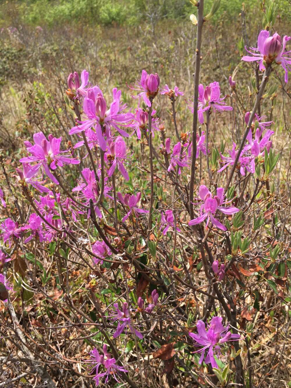 Rhodora in bloom in the so-called mossy bog.