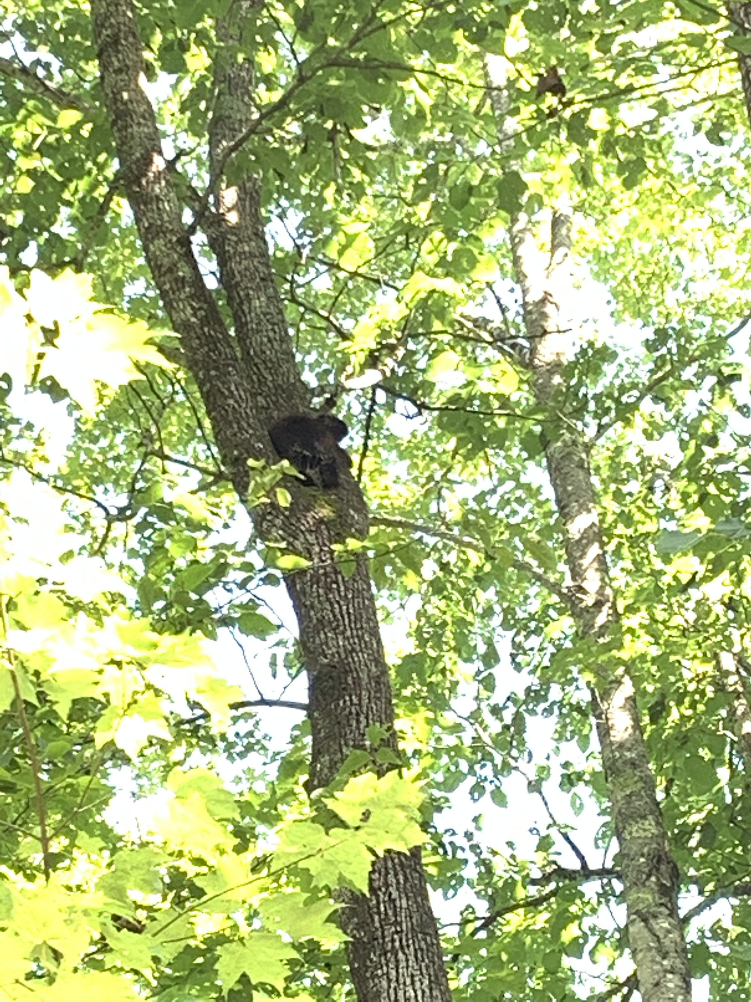 Our first wildlife sighting on the safari! 