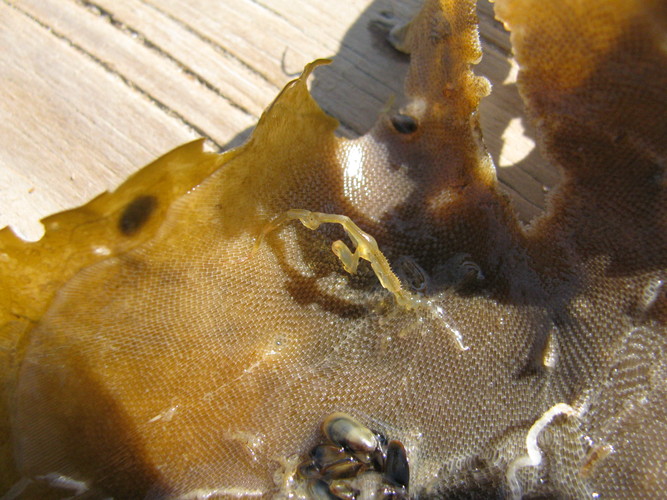 Caprellid shrimp