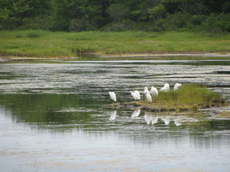 A glimpse of the marshes here at the Wells Reserve.