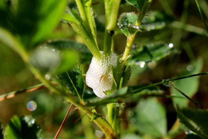 Cuckoo Spit