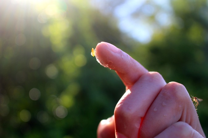 Spittlebug nymph