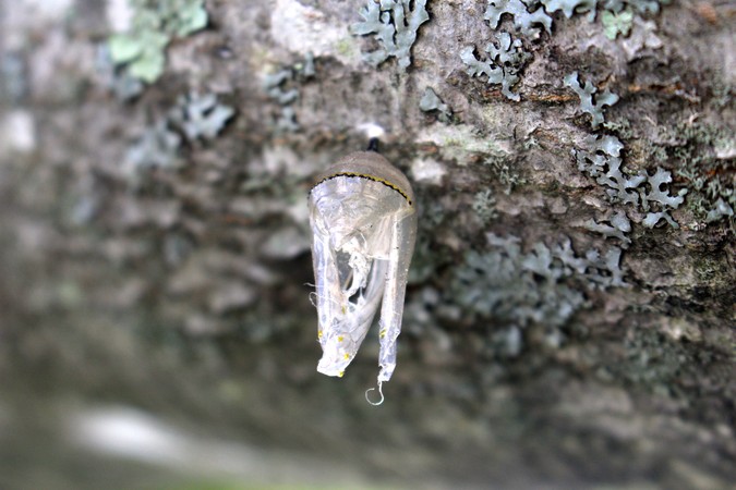 Empty Chrysalis