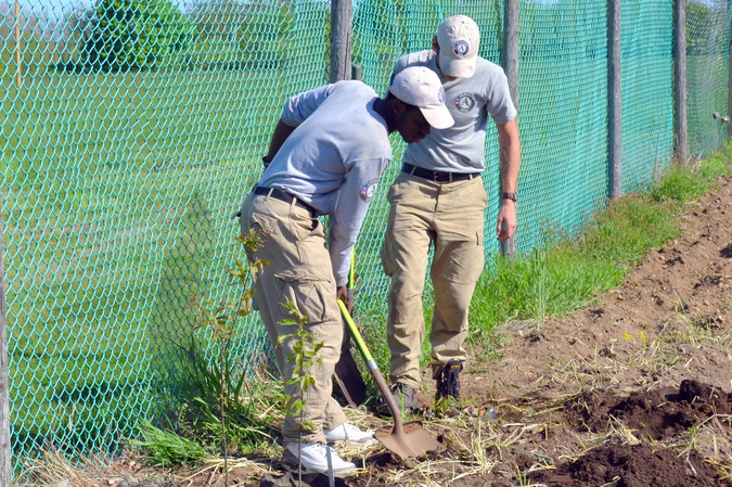 Americorps volunteers planting chestnuts