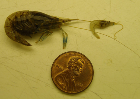 European Rock Shrimp and penny scale