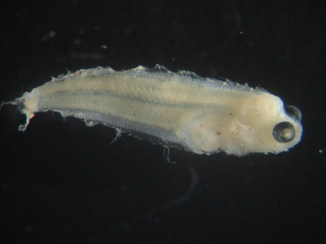 flounder