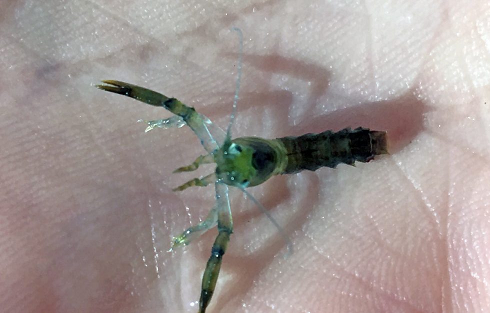 Juvenile Lobster Wells Reserve