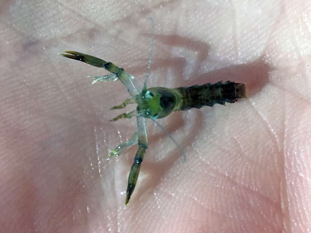 An early-stage lobster in the hand of Dr. Jason Goldstein. Wells, Maine. September 3, 2019.
