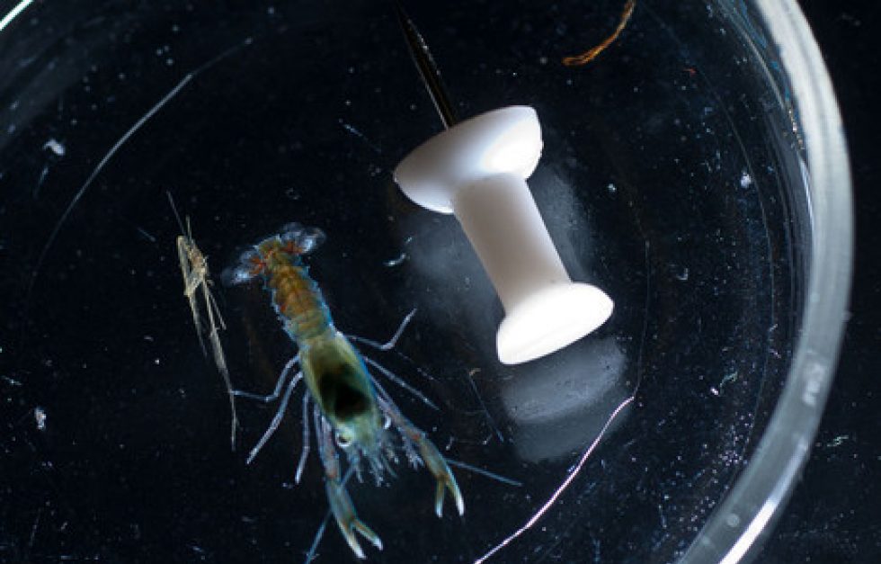 Juvenile Lobster Petri