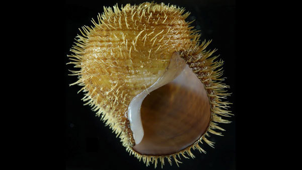 The Strummer snail