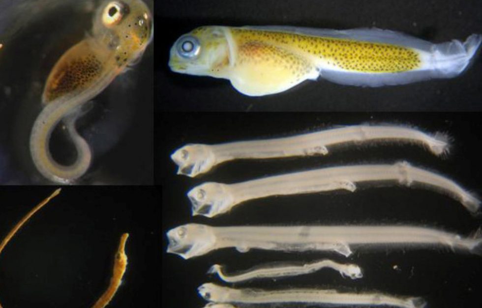 Larval Collage