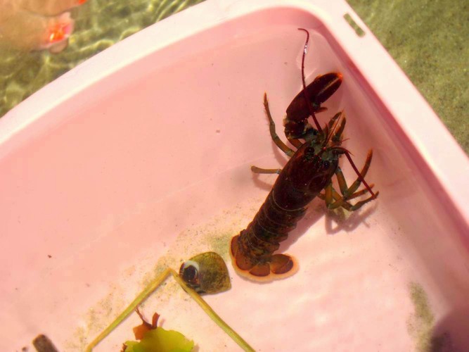 lobster