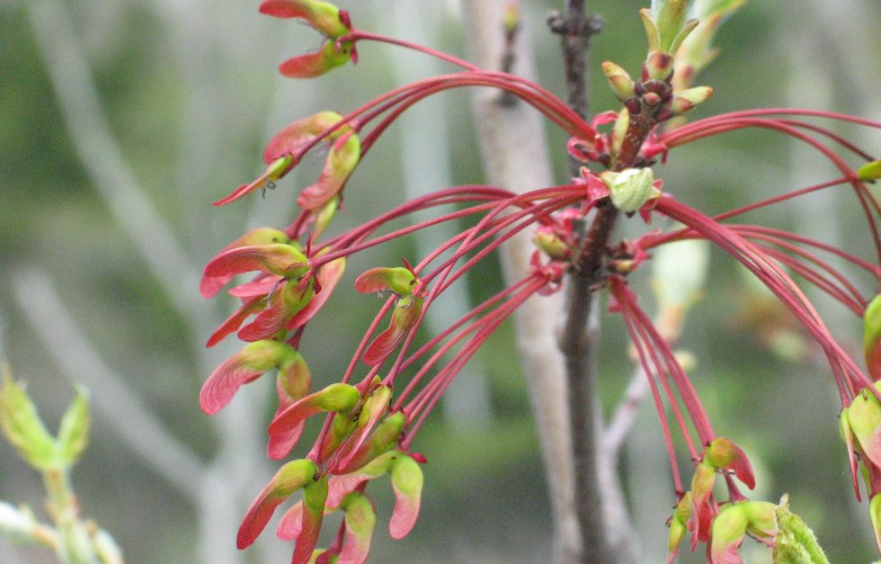 Maple Samaras Egdenny