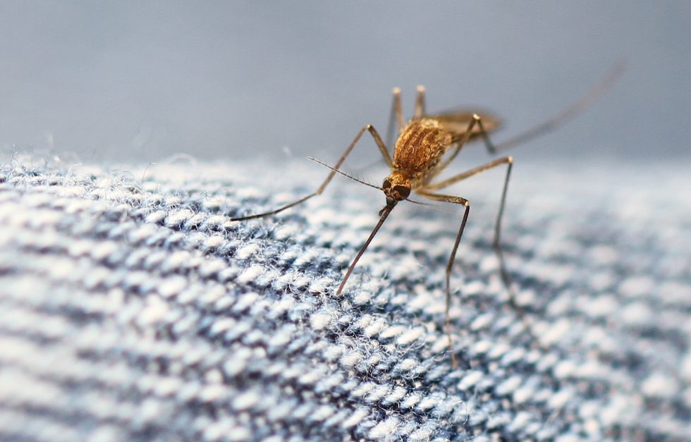 Mosquito Photochem Pa10300230713 Cc By Sa 20 Wikimedia Commons