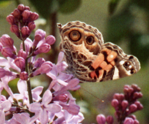 American Lady on lilac