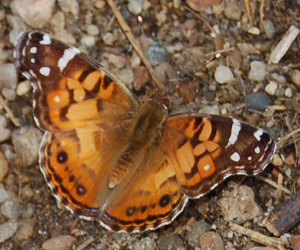 American Lady on ground