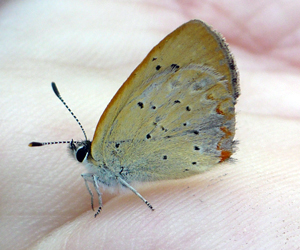 Copper in the hand