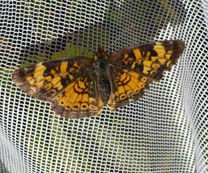 Crescent in the net