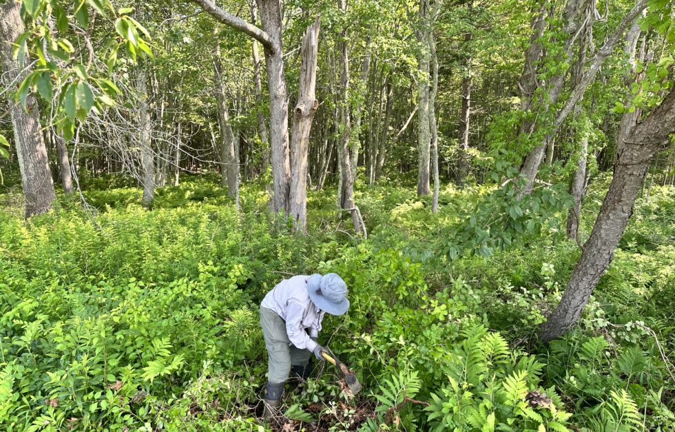 Nancy removing bitterswet