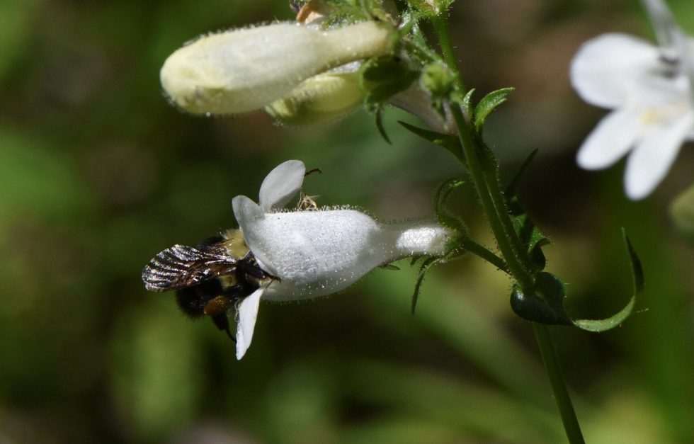 Native plant garden