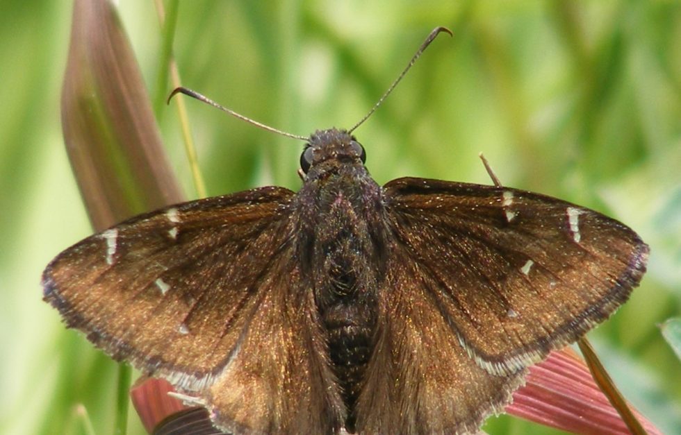 Northern Cloudywing
