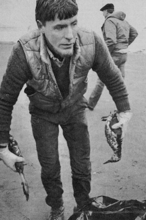 That's me collecting dead birds, Christmas Eve 1988, the result of the Nestucca oil spill. Scanned from article published December 26, 1988 in The Olympian and the Seattle P-I. Mark Harrison, Seattle Times photographer