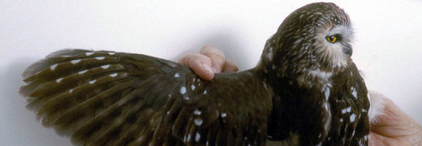 Northern Saw-whet Owl in the hand with wing spread