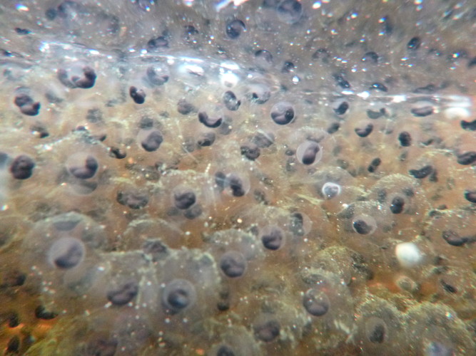 Wood Frog Eggs