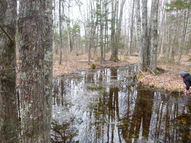 Vernal Pool