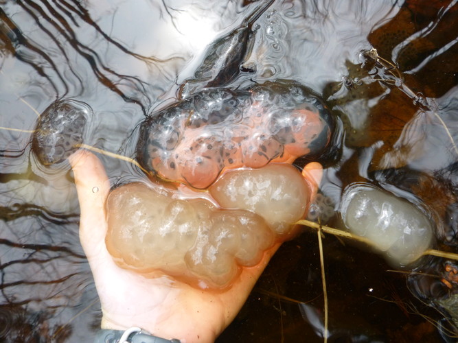 Spotted Salamander egg masses