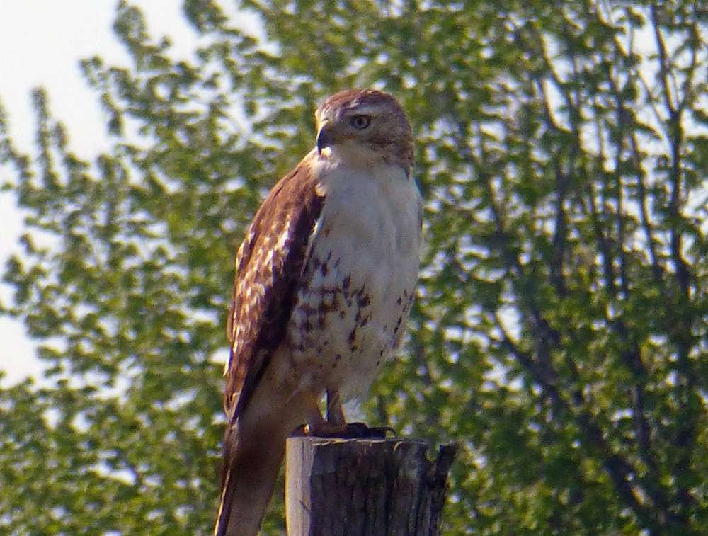 Hawk on post.